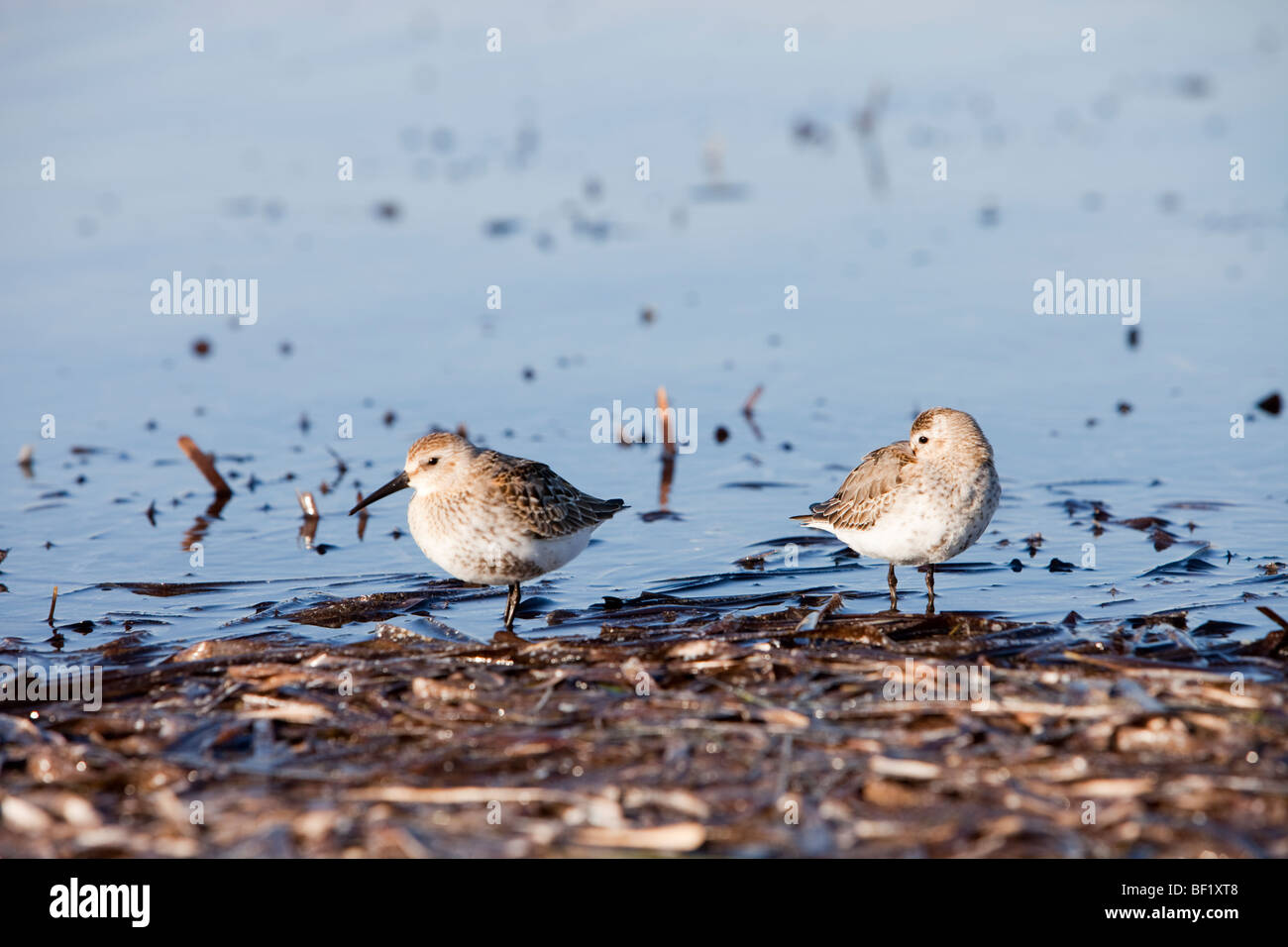 Bécasseau variable, un petit oiseau en plumage d'hiver, sur les migrations en Turquie entre les aires de reproduction estivale et quartiers d'hivernage Banque D'Images