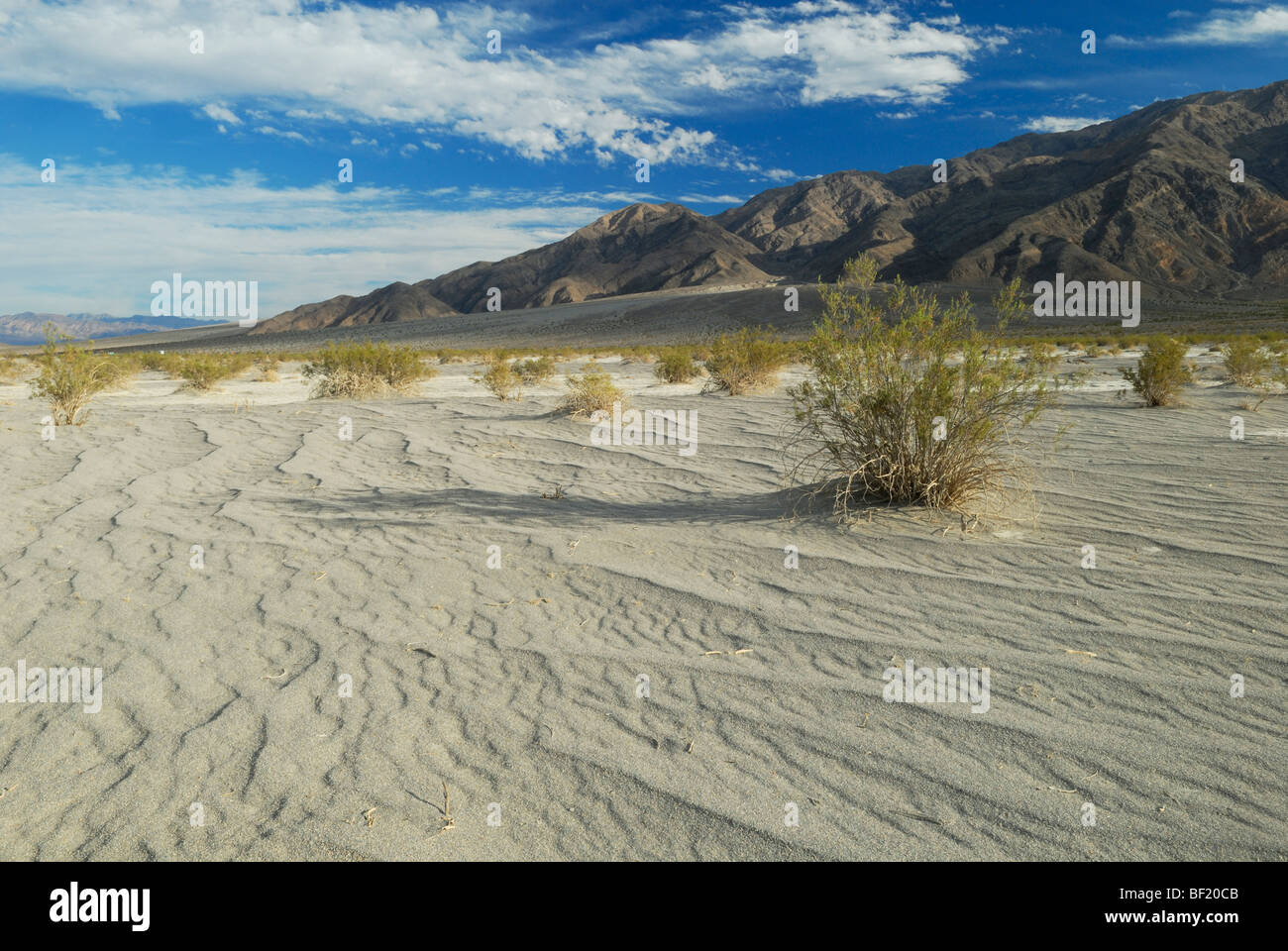 Plantes du désert dans la vallée de la mort, Californie Banque D'Images