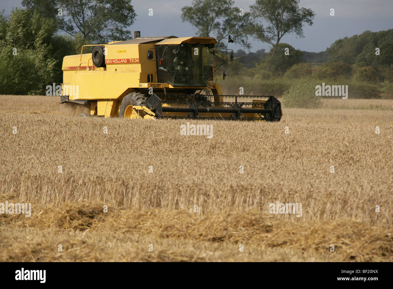 Village de Coddington, Angleterre. Un New Holland TX34 Meca moissonneuse batteuse au travail dans un champ de Cheshire. Banque D'Images