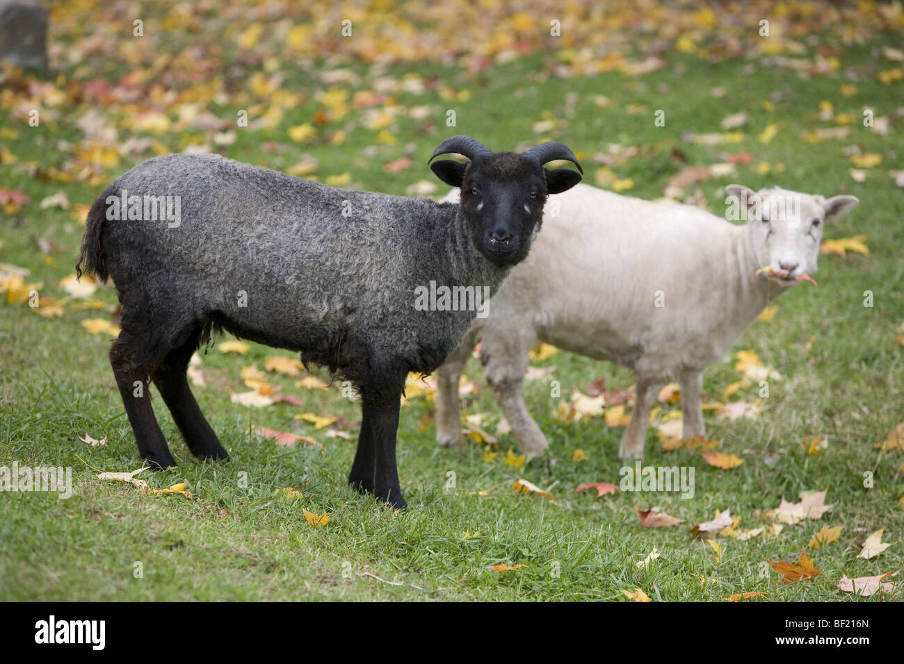 Mouton islandais (d'un parc public de démonstration) Banque D'Images