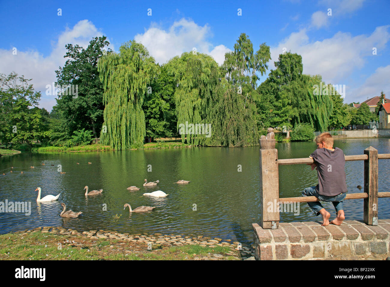 Jeune garçon regardant des cygnes sur le lac en Teterow, Schleswig-Holstein, Allemagne Banque D'Images