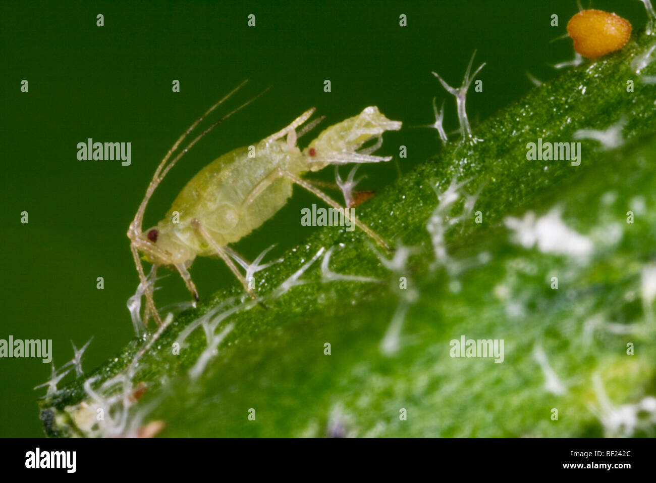 Agriculture - puceron vert du pêcher (Myzus persicae femelles adultes) donnant naissance vivante sur une feuille, vue latérale / Californie, USA. Banque D'Images