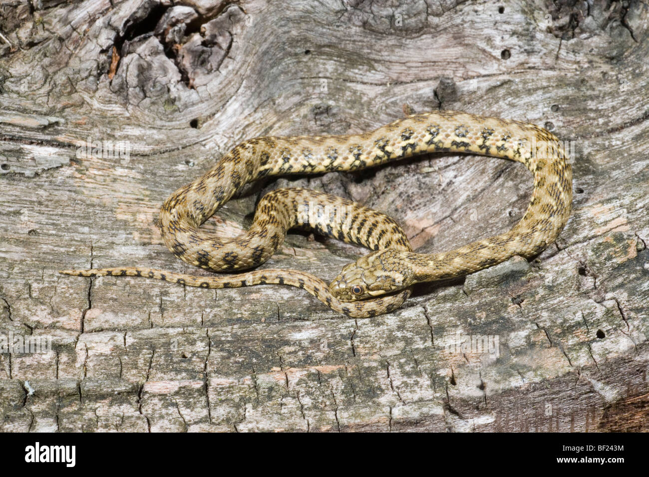 Viperine Natrix maura (serpent d'eau). Réminiscence d'une espèce ​Viper venimeux, mais sans danger pour les personnes. Banque D'Images