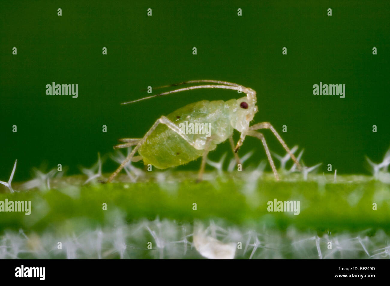 Agriculture - puceron vert du pêcher (Myzus persicae) adultes sur une feuille, vue latérale / Californie, USA. Banque D'Images