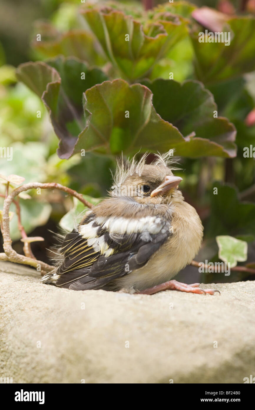 Chaffinch (Fringilla coelebs). Toute jeune. La posture et le développement des plumes suggère cet individu a quitté le nid prématurément. Vulnérable aux prédateurs. Banque D'Images