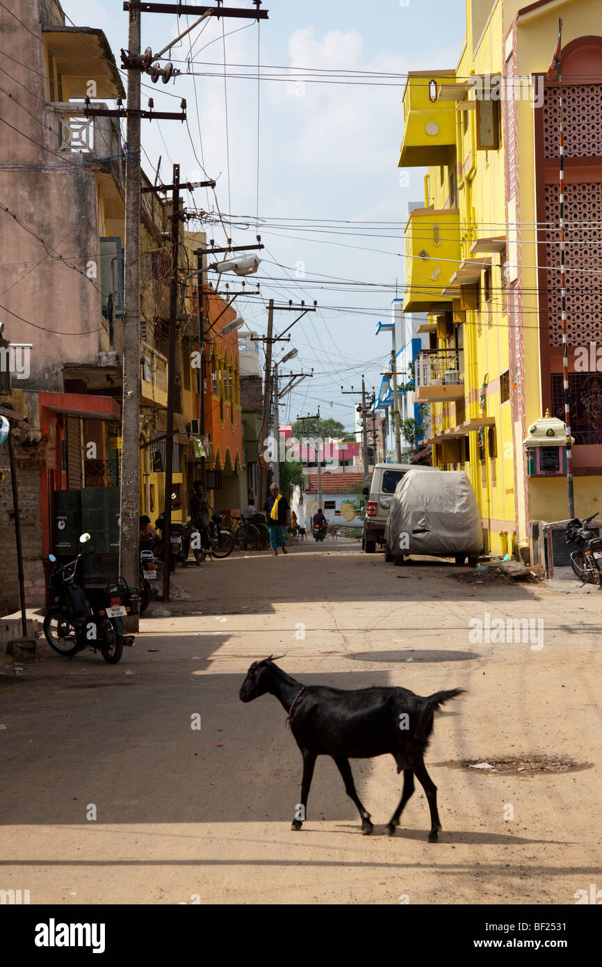 Traverser la route de chèvre. Scène de rue indienne. Chennai Tamil Nadu Inde Banque D'Images