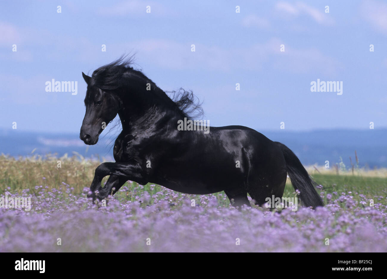 Cheval frison (Equus caballus) Phacelis au galop à travers la floraison. Banque D'Images