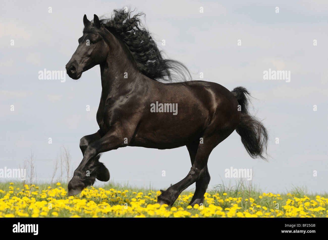 Cheval frison (Equus caballus) galopant dans une prairie avec des pissenlits en fleurs. Allemagne Banque D'Images