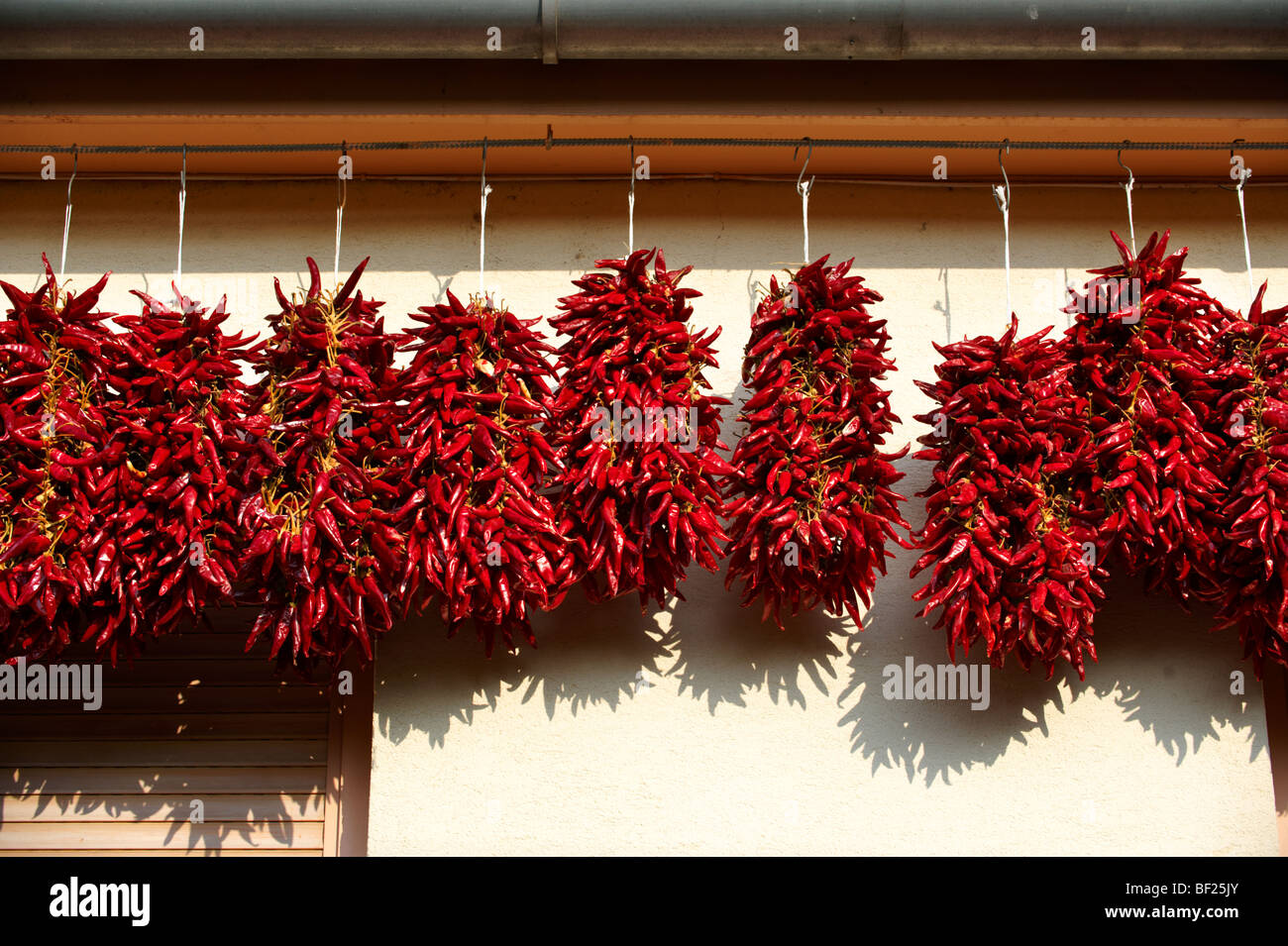 Capsicum annuum piment ou le séchage à l'air de faire paprika hongrois - Kalocsa Hongrie Banque D'Images