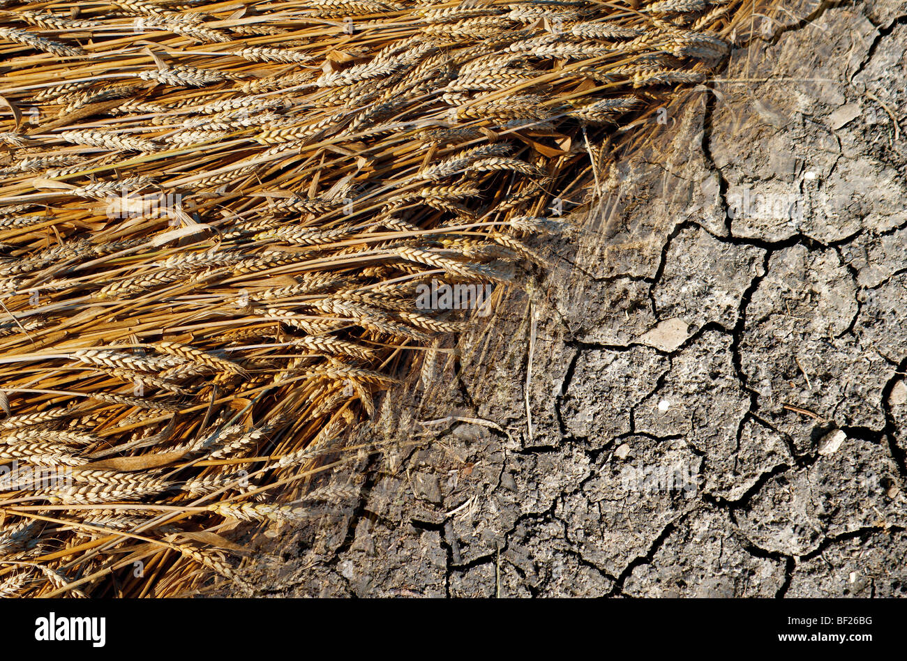 grain et sec Banque D'Images