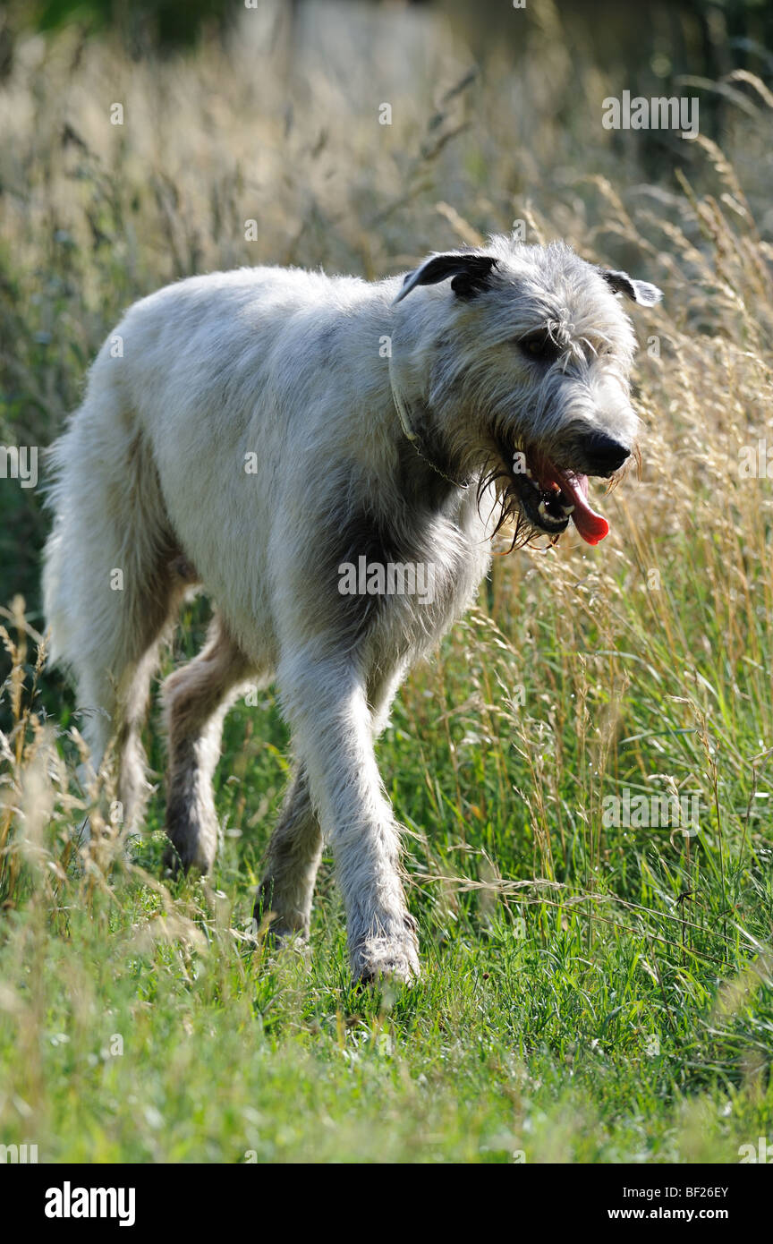 Irish Wolfhound (Canis lupus familiaris), des profils marcher dans l'herbe haute. Banque D'Images