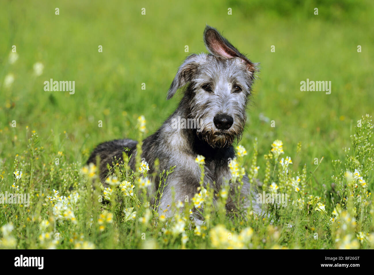 Irish Wolfhound (Canis lupus familiaris), chiot couché dans la prairie en fleurs. Banque D'Images