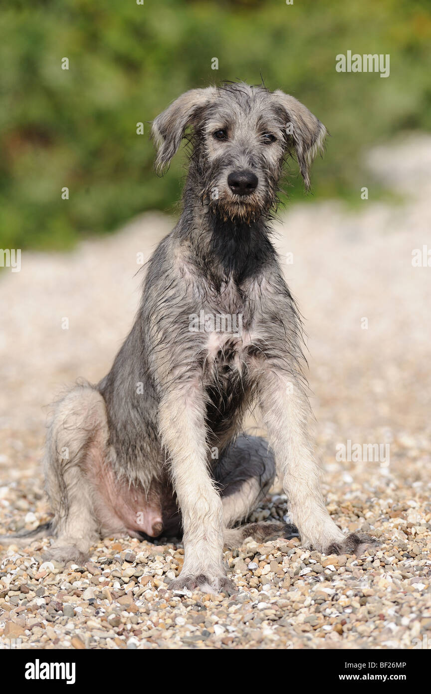 Irish Wolfhound (Canis lupus familiaris), chiot assis sur des cailloux. Banque D'Images