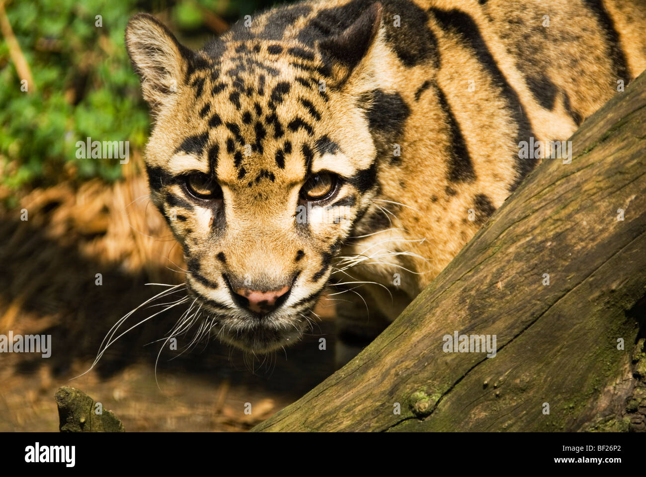 La panthère nébuleuse (Neofelis nebulosa) sous la protection de la rare Santago Leopard Projet à Welwyn Banque D'Images