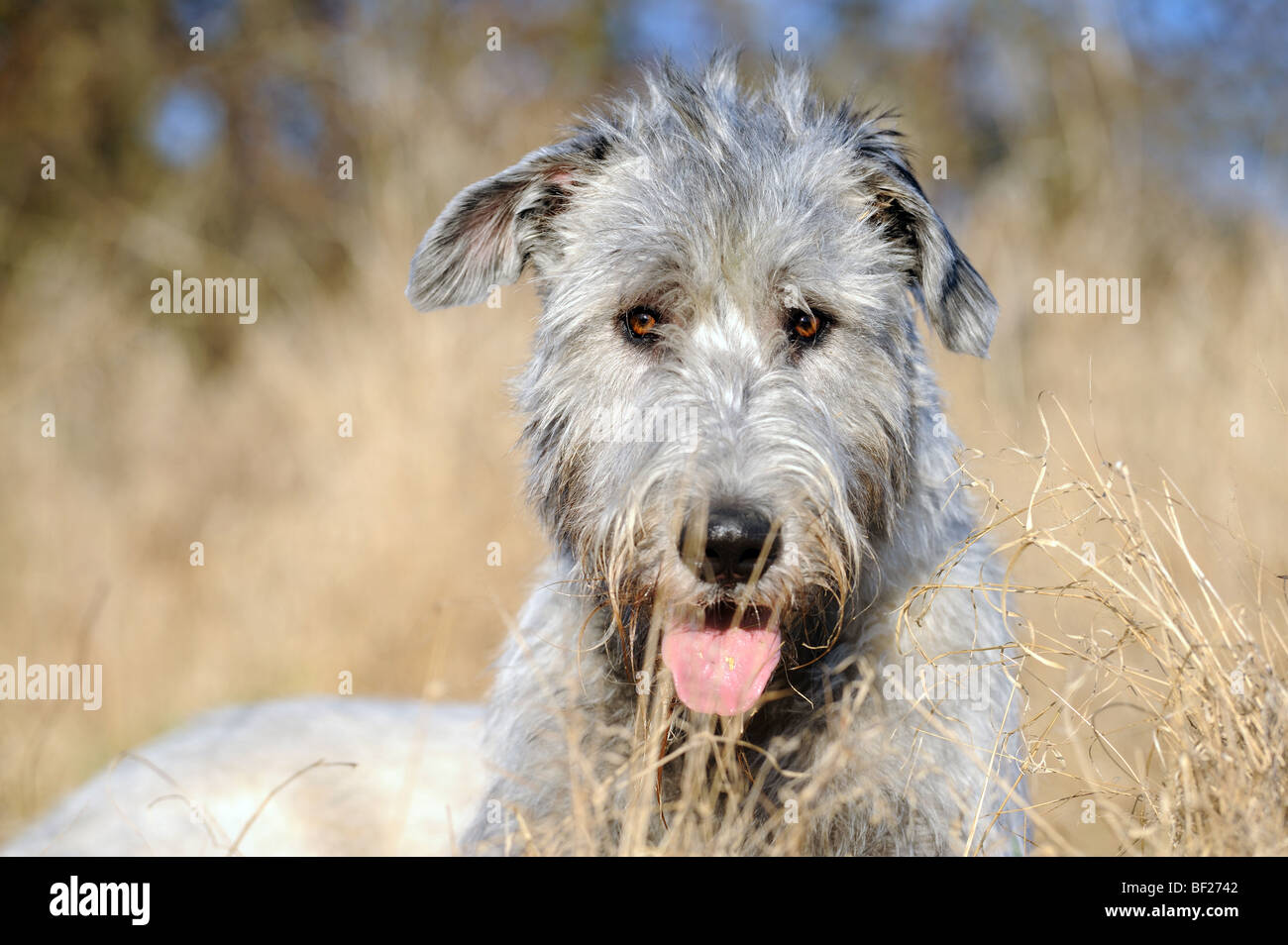 Irish Wolfhound (Canis lupus familiaris), portrait d'adulte. Banque D'Images