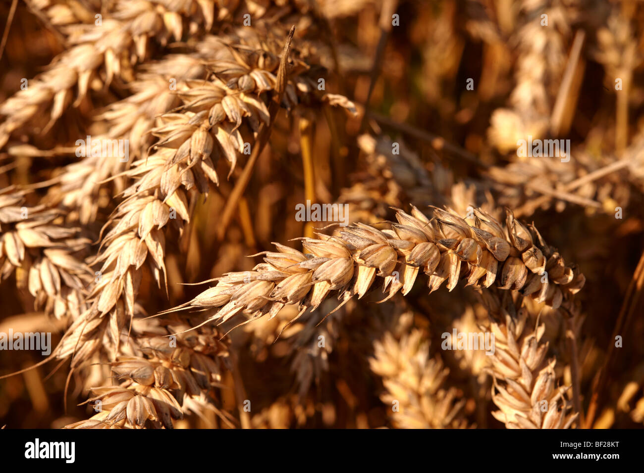 Champ de blé prêt pour la récolte Banque D'Images