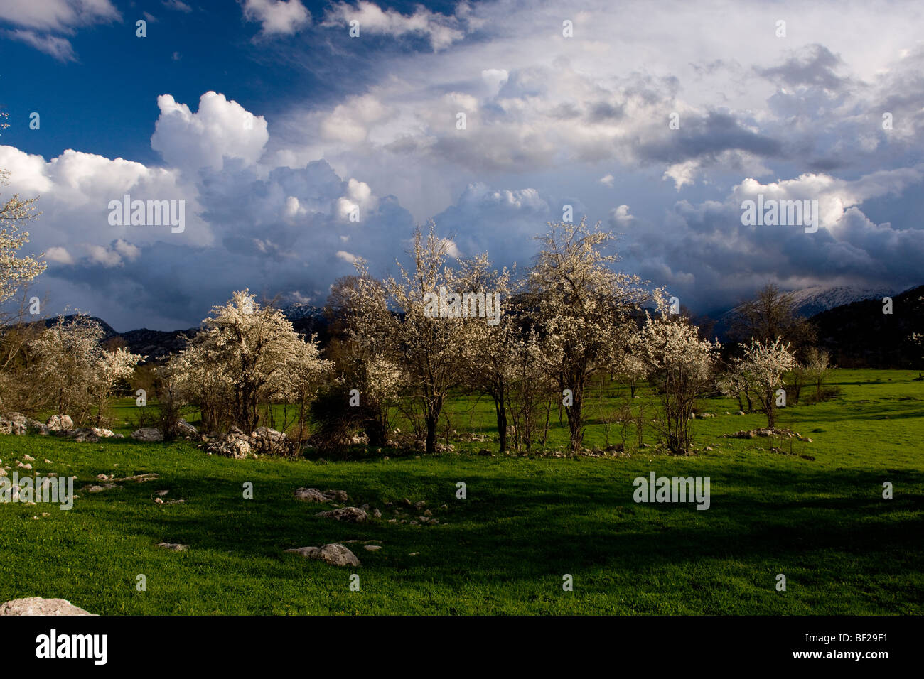 Semi-sauvages en fleurs prunes près de Ibradi, par mauvais temps, dans les montagnes du Taurus, au sud de la Turquie. Banque D'Images