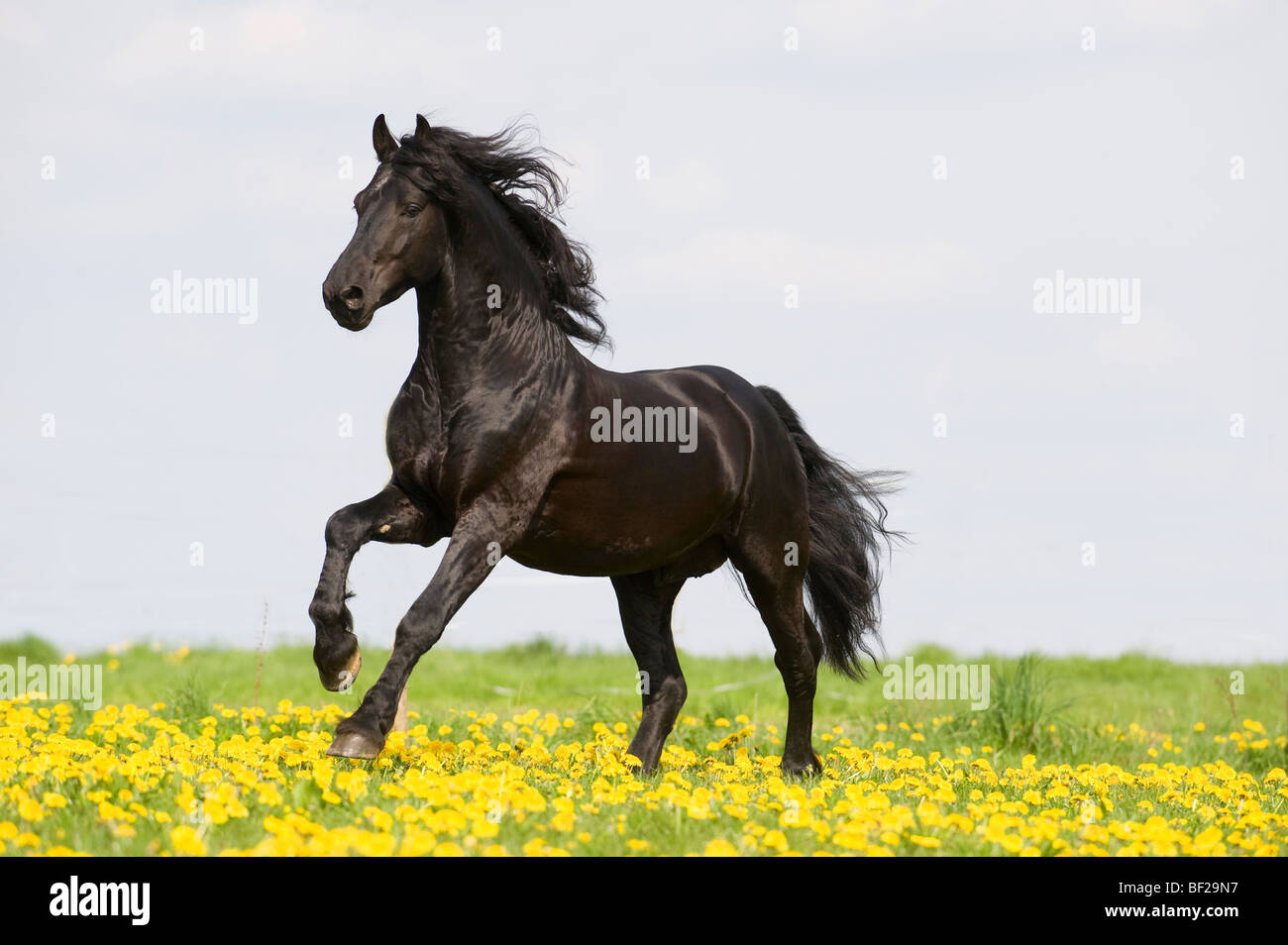 Cheval frison (Equus caballus) galopant dans une prairie avec des pissenlits en fleurs. Allemagne Banque D'Images
