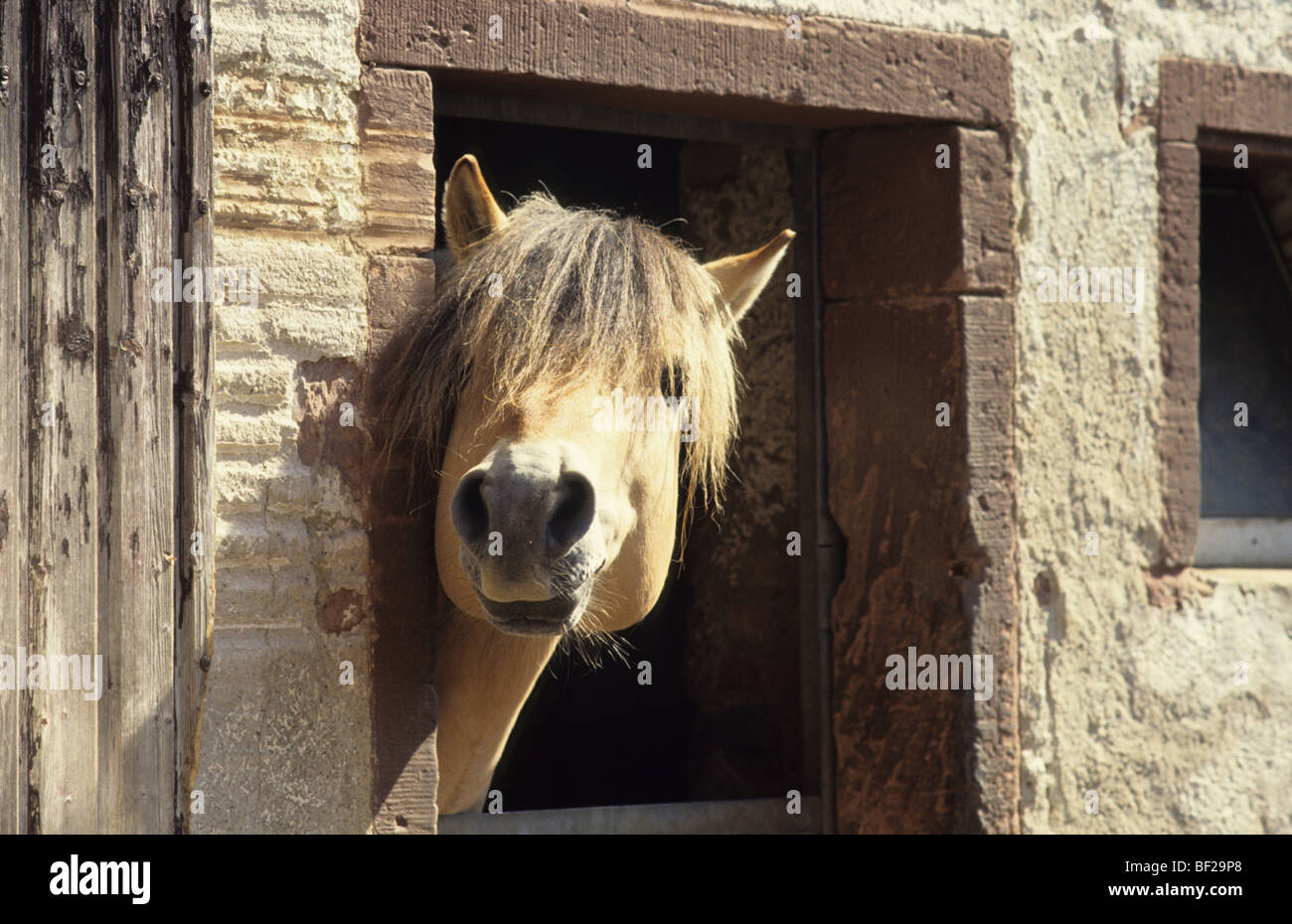 Fjord Horse (Equus caballus). À partir d'un étalon stable. Banque D'Images
