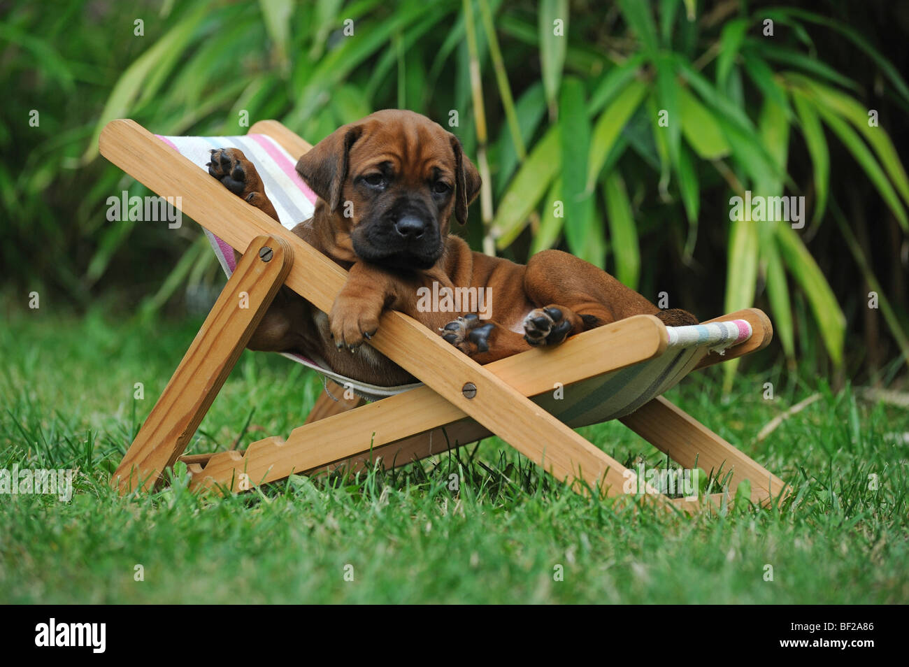 Le Rhodesian Ridgeback (Canis lupus familiaris), chiot couché dans une dolls sunchair. Banque D'Images