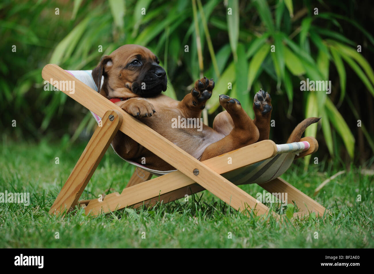 Le Rhodesian Ridgeback (Canis lupus familiaris), chiot couché dans une dolls sunchair. Banque D'Images