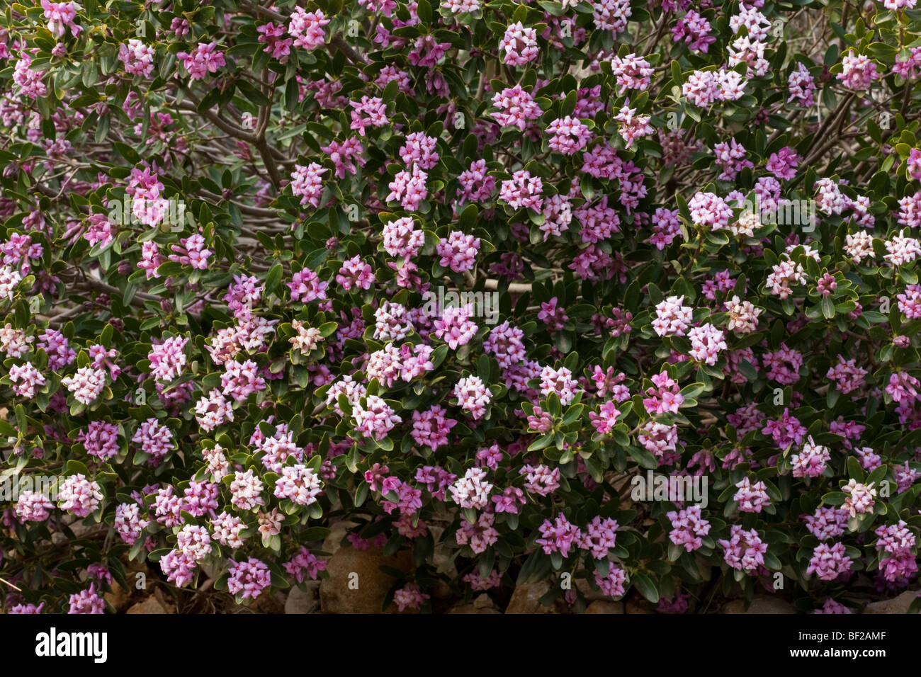 Un Wild Rose, Daphné daphné sericea, en fleurs dans les montagnes du Taurus, au sud de la Turquie. Banque D'Images
