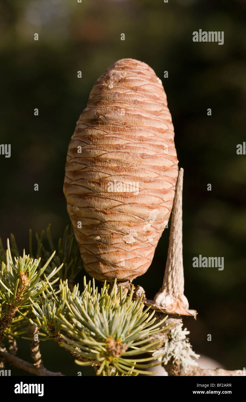 Cedar tree cedrus libani taurus Banque de photographies et d’images à