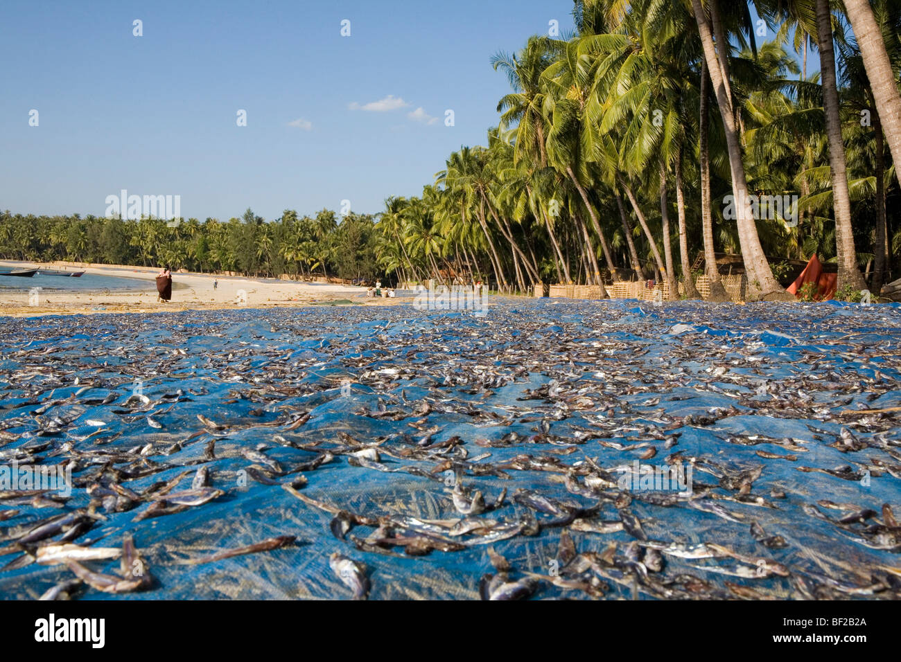 Poisson séché à la plage de Ngapali, golfe du Bengale, l'État de Rakhine, au Myanmar, Birmanie Banque D'Images