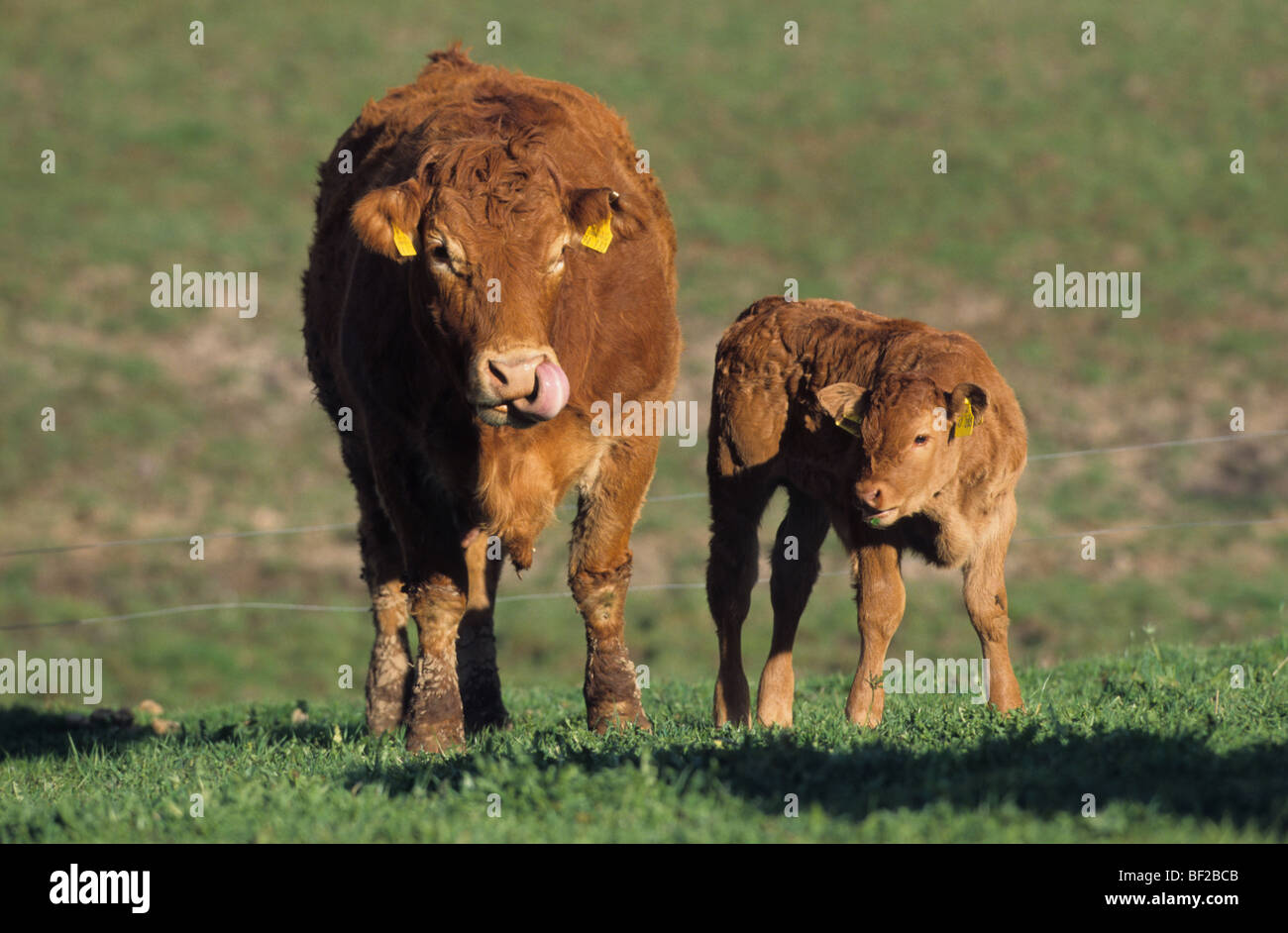 Les bovins domestiques (Bos primigenius, Bos taurus), race : Limousin, vache et son veau dans un pré. Banque D'Images