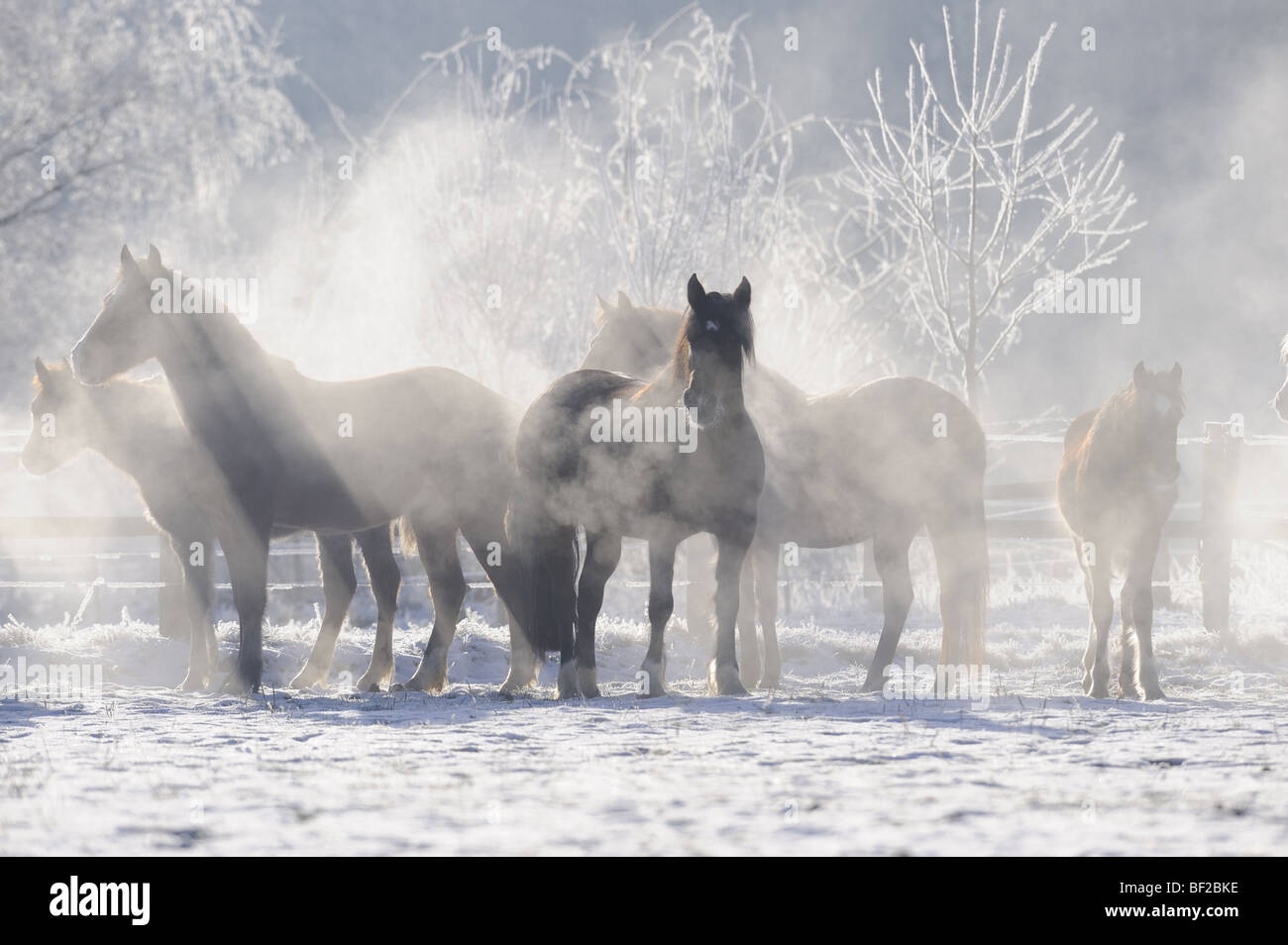 Welsh Mountain Pony, Welsh B (Equus caballus). Troupeau dans une prairie enneigée par temps très froid. Banque D'Images