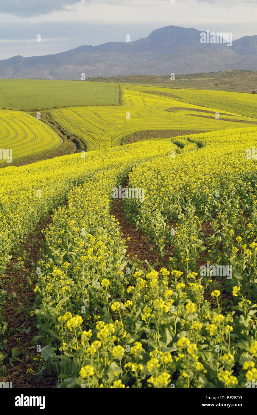 Domaines de la tour de canola jaune paysage, Cape Town, Western Cape Province, Afrique du Sud Banque D'Images