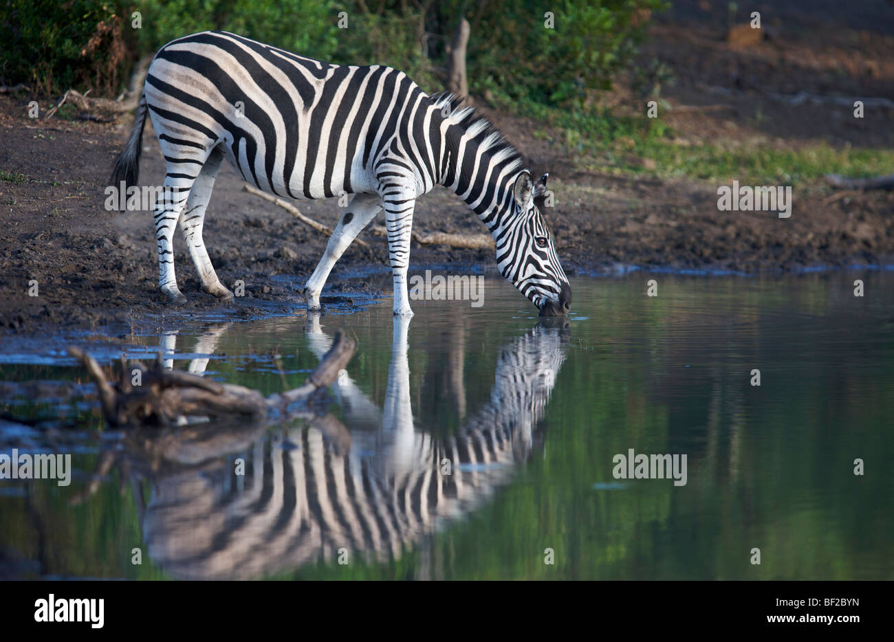 Vue d'un zèbre (Equus burchellii) eau potable, Ithala Game Reserve, dans le Nord de la province de KwaZulu-Natal, Afrique du Sud. Banque D'Images