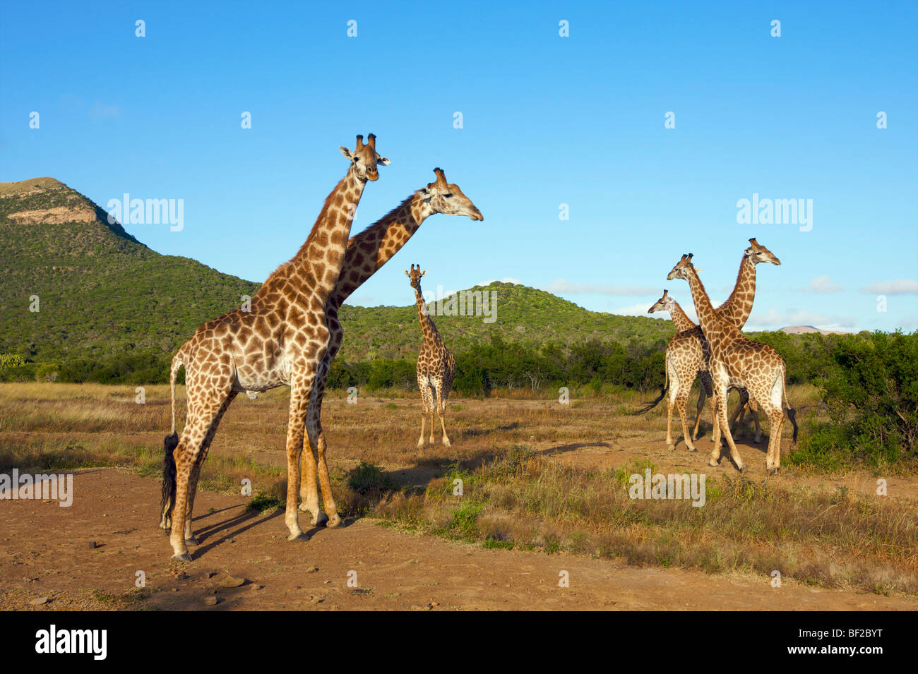 Groupe de Girafe (Giraffa camelopardalis), Ithala Game Reserve, dans le Nord de la province de KwaZulu-Natal, Afrique du Sud. Banque D'Images