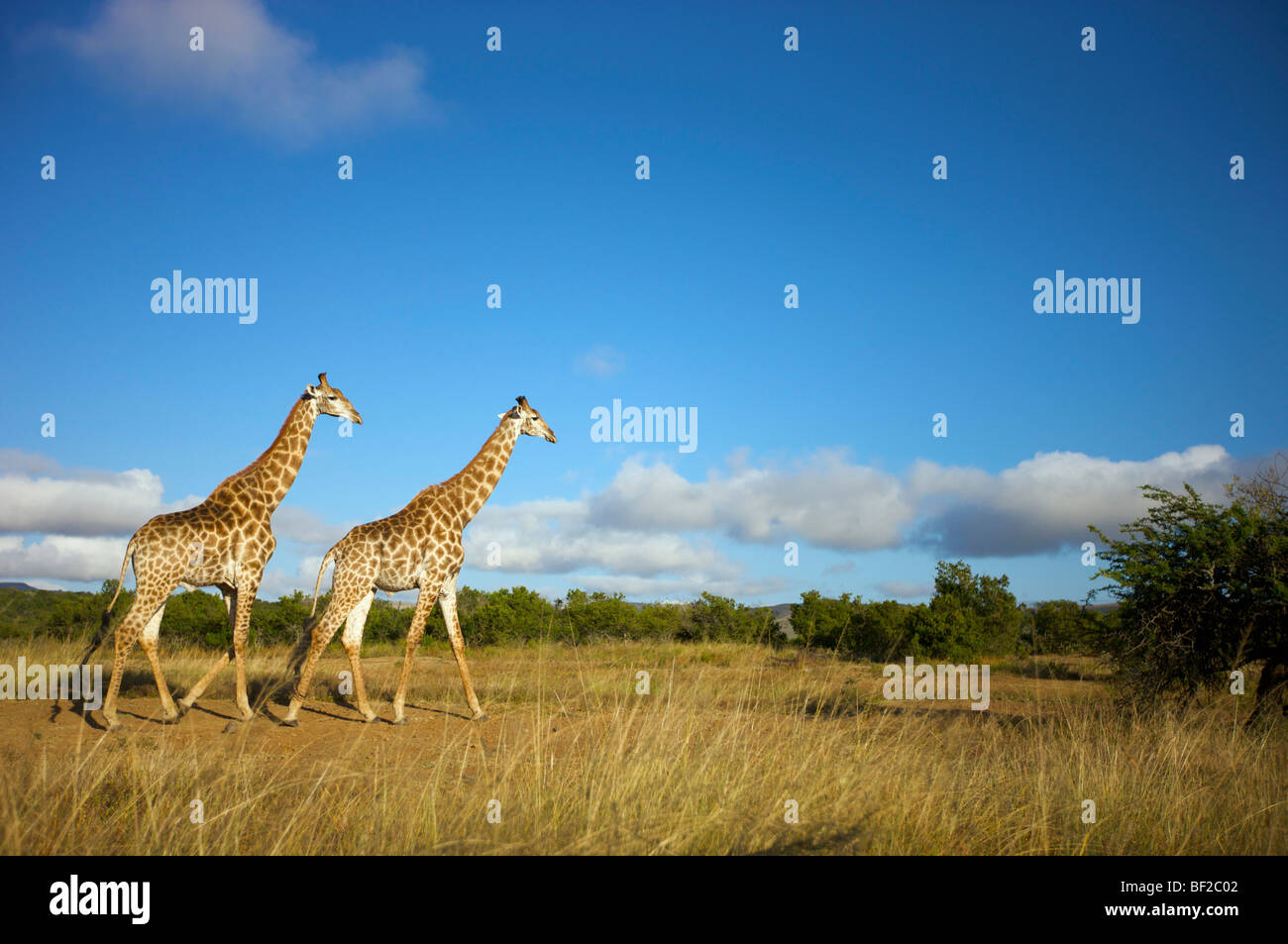 Deux Girafe (Giraffa camelopardalis) marche, Ithala Game Reserve, dans le Nord de la province de KwaZulu-Natal, Afrique du Sud. Banque D'Images