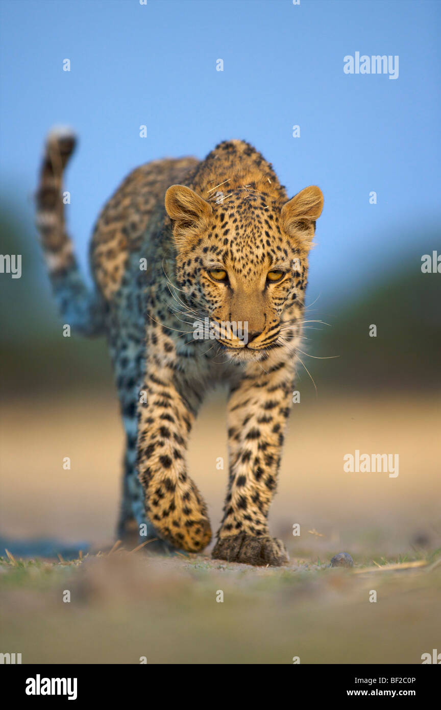 Leopard (Panthera pardus) marcher vers la caméra, la Namibie. Banque D'Images