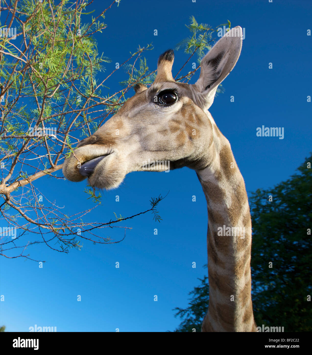 Portrait de Girafe (Giraffa camelopardalis) manger de arbre, la Namibie. Banque D'Images
