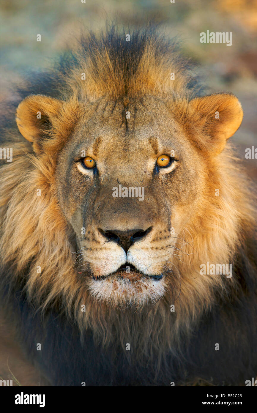 Portrait of male lion (Panthera leo), la Namibie. Banque D'Images