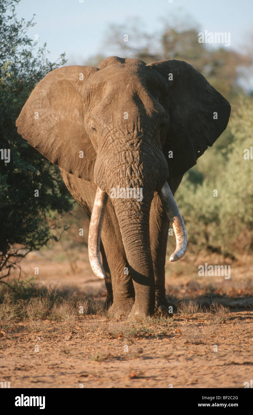 L'éléphant d'Afrique, Loxodonta africana, Kruger National Park, la province de Mpumalanga, Afrique du Sud Banque D'Images