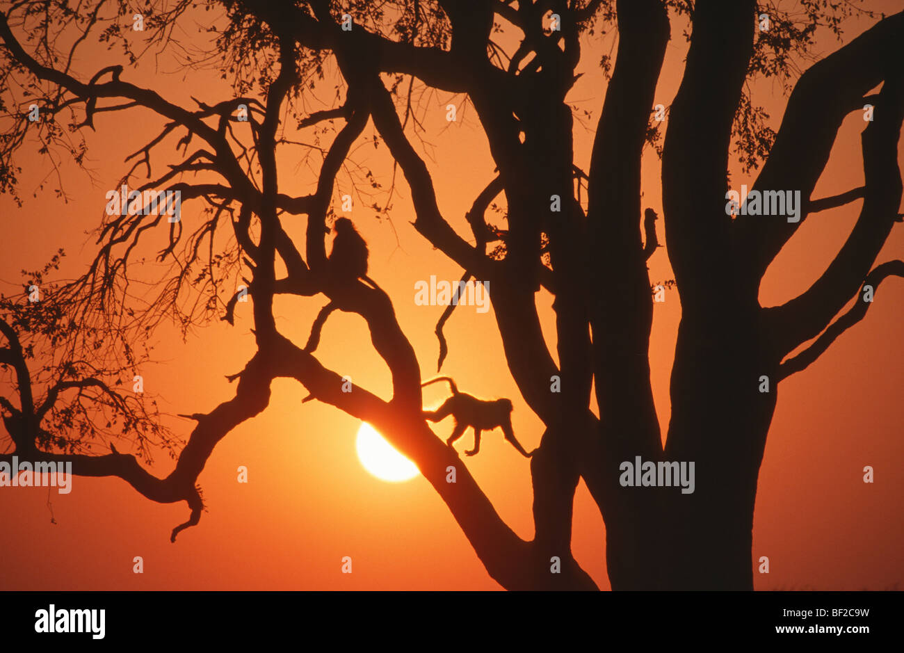 Silhouettes de babouins Chacma, Papio ursinus jouant dans l'arbre au crépuscule, Hwange, Zimbabwe, de Mostaganem Banque D'Images