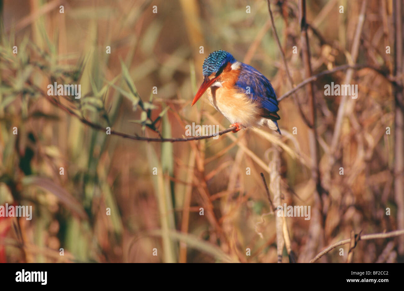 Martin-pêcheur huppé (Alcedo cristata), le Zimbabwe Banque D'Images