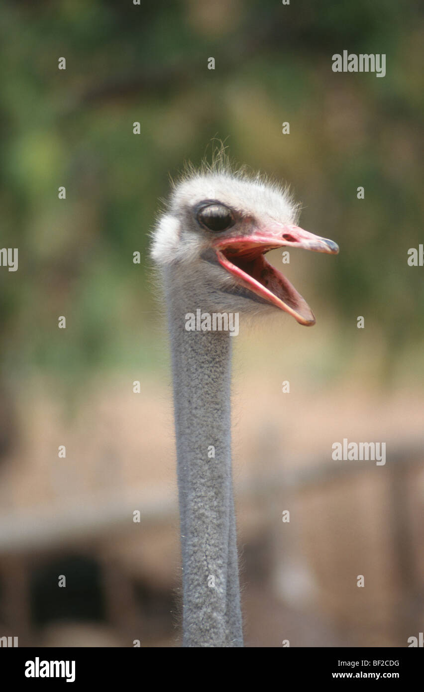 Autruche (Struthio camelus), portrait, Oudtshoorn, Province de Western Cape, Afrique du Sud Banque D'Images