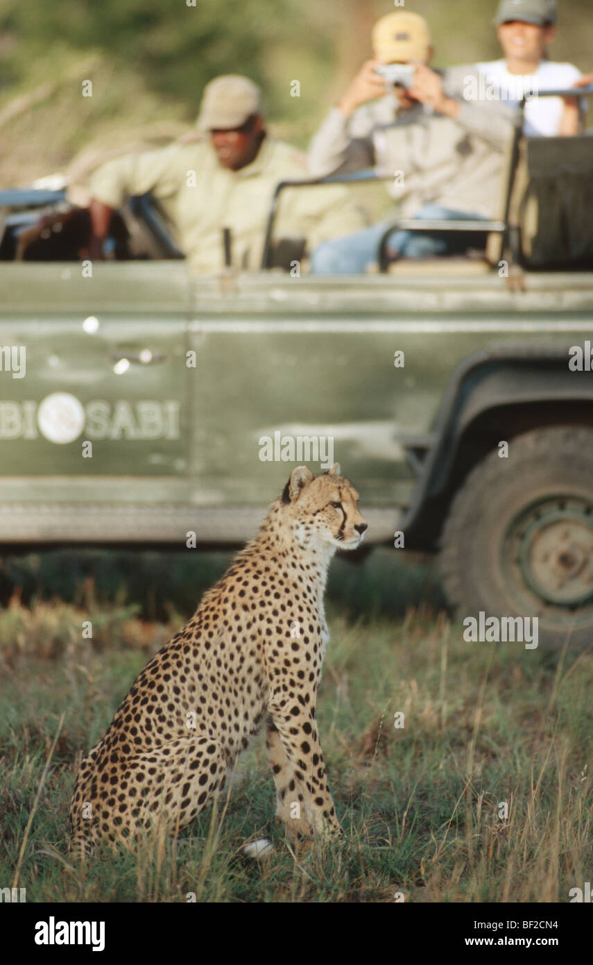 Jeu-dur regarder safari Guépard (Acinonyx jubatus) en premier plan, l'Afrique du Sud Banque D'Images