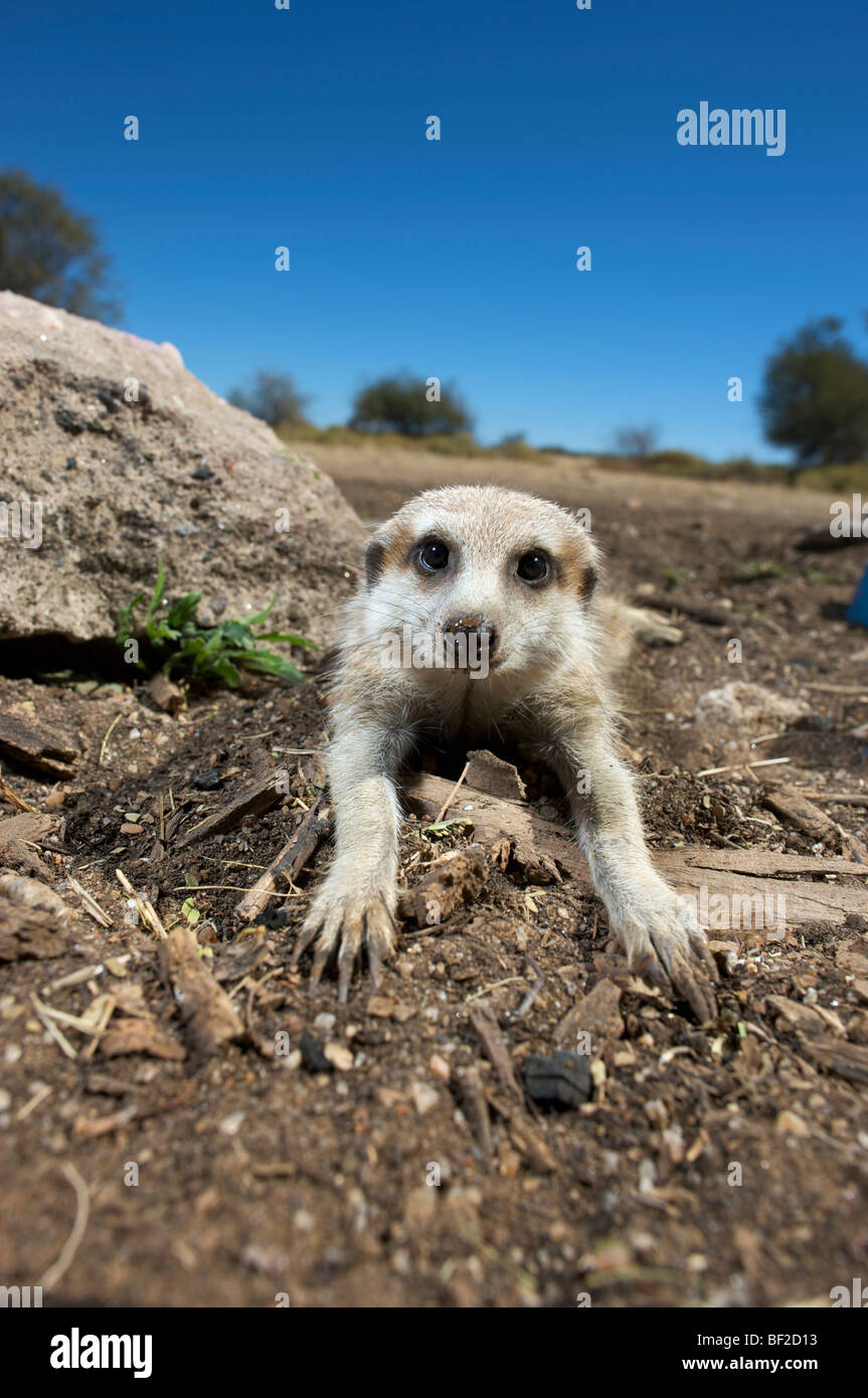 Vue grand angle d'un suricate (Suricata suricatta) looking at camera, Na'un ku se Sanctuaire de la vie sauvage, la Namibie. Banque D'Images Vue grand angle d'un suricate (Suricata suricatta) looking at camera, Na'un ku se Sanctuaire de la vie sauvage, la Namibie. Banque D'Images