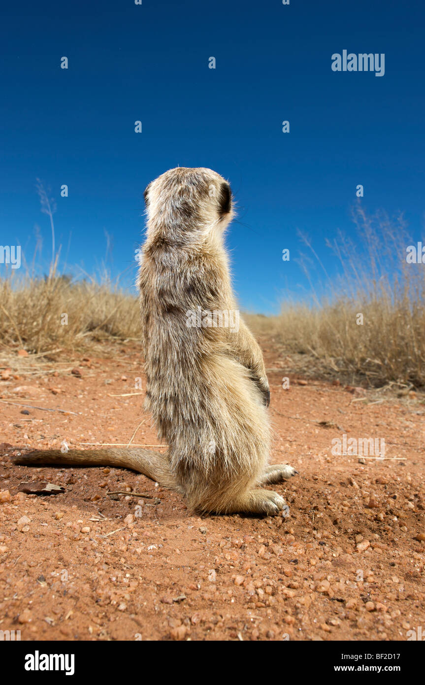 Vue arrière d'un suricate (Suricata suricatta), Na'an ku se Sanctuaire de la vie sauvage, la Namibie. Banque D'Images