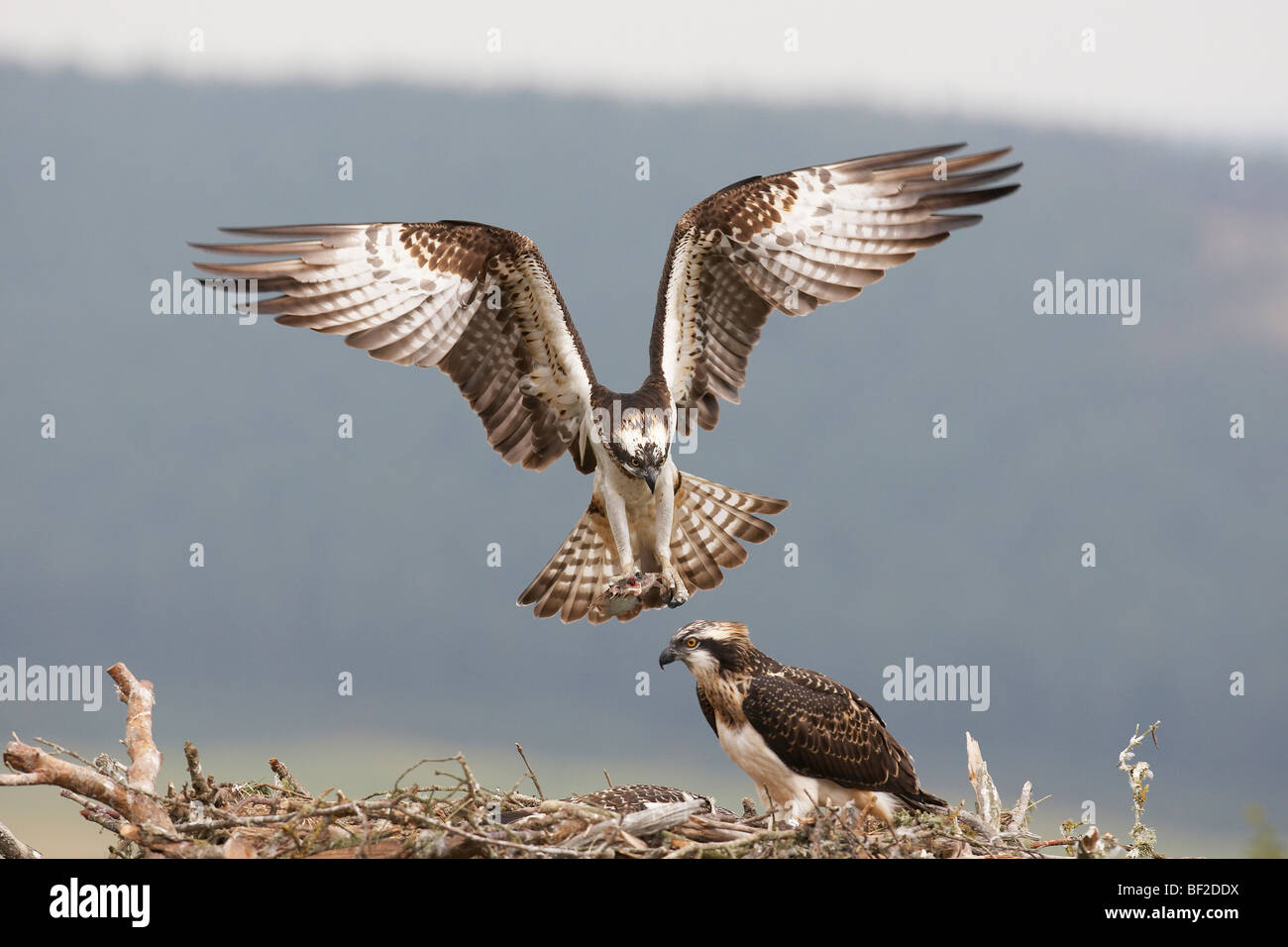 Balbuzard pêcheur (Pandion haliaetus) femelle adulte, descendez à nid. Banque D'Images