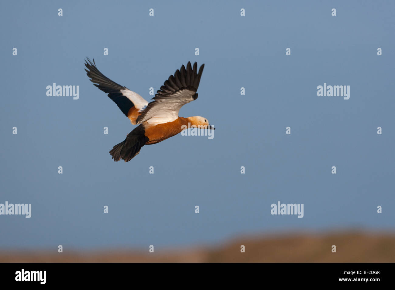 Ruddy Shelduck en vol à CLEY Norfolk Banque D'Images
