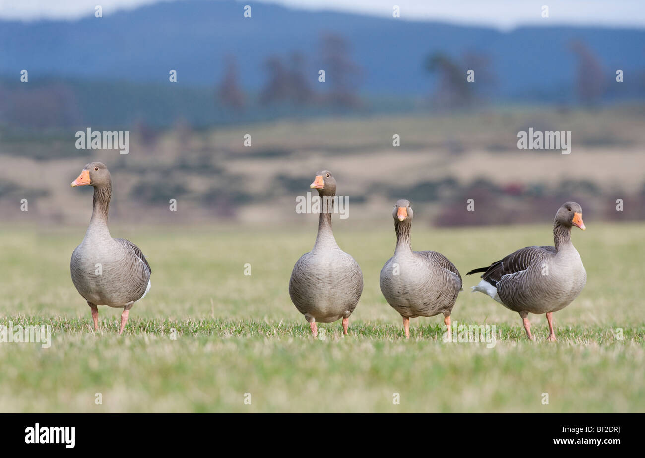 Oie cendrée, oie cendrée (Anser anser), groupe de quatre adultes se nourrissant dans champ arable à la fin de l'hiver. Banque D'Images Oie cendrée, oie cendrée (Anser anser), groupe de quatre adultes se nourrissant dans champ arable à la fin de l'hiver. Banque D'Images