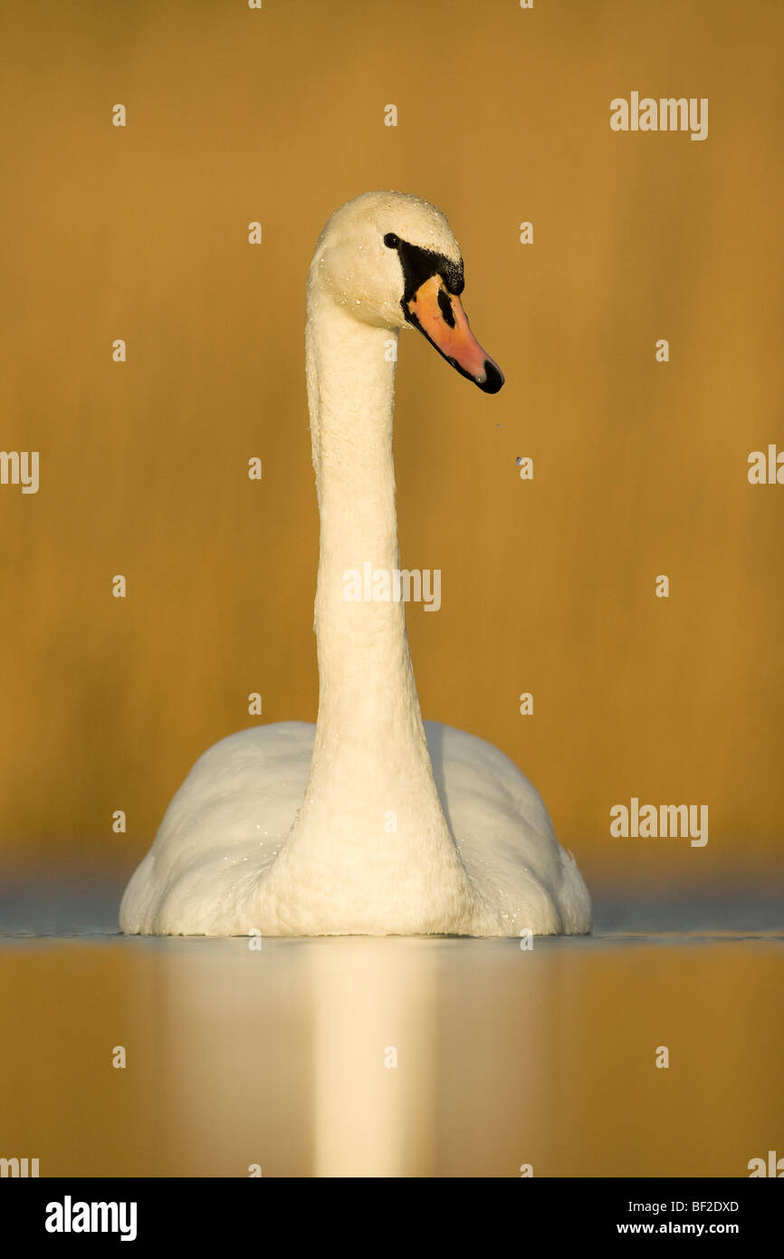 Mute Swan (Cygnus olor), des profils sur l'étang en hiver la lumière du soleil. Banque D'Images