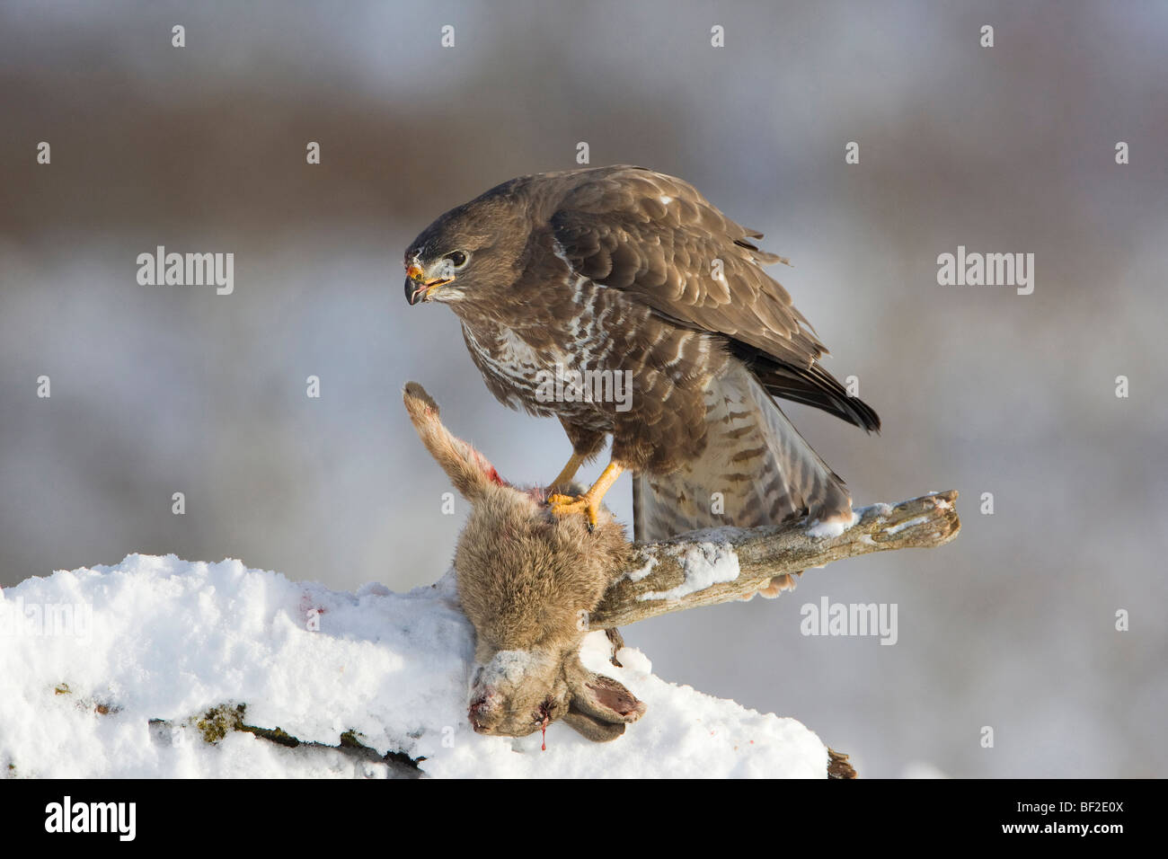 Buse variable (Buteo buteo), alimentation adultes sur lapin en hiver. Banque D'Images Buse variable (Buteo buteo), alimentation adultes sur lapin en hiver. Banque D'Images