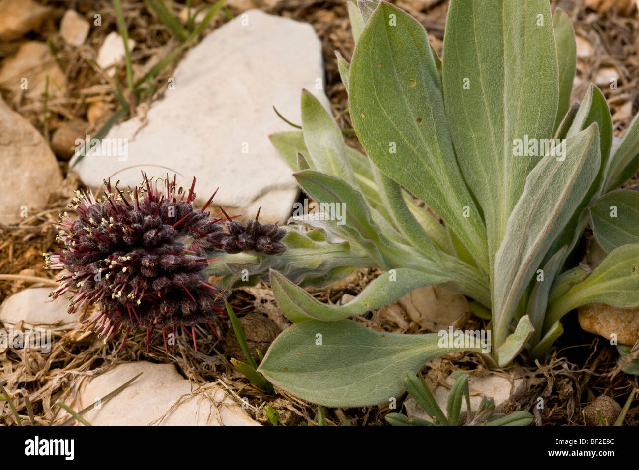 Une fleur de la famille des Boraginacées Solenanthus stamineus dans les montagnes Bey Dagi, Turquie. Banque D'Images